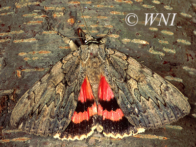 Sweetheart Underwing (Catocala amatrix)